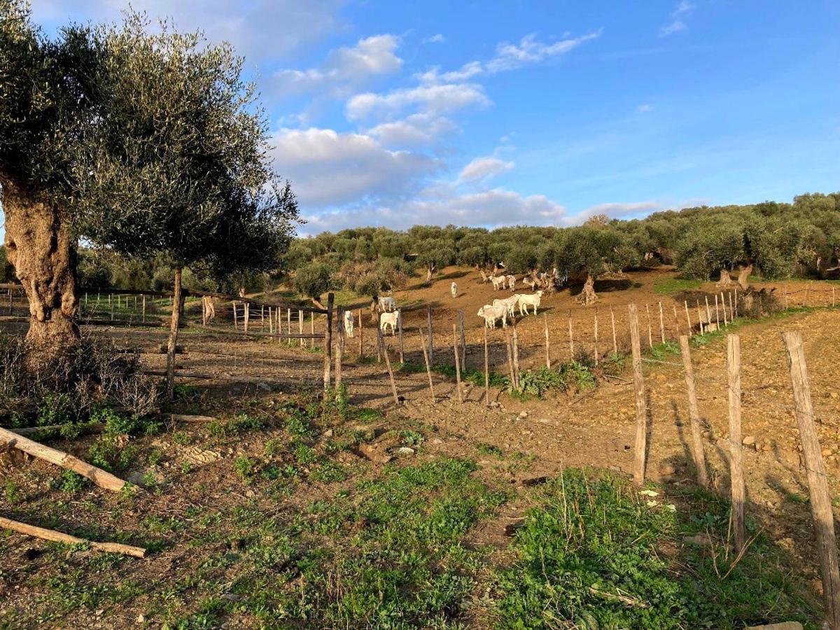 Fattoria Tolomei Campagnatico Ngoại thất bức ảnh