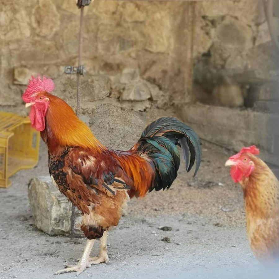 Fattoria Tolomei Campagnatico Ngoại thất bức ảnh
