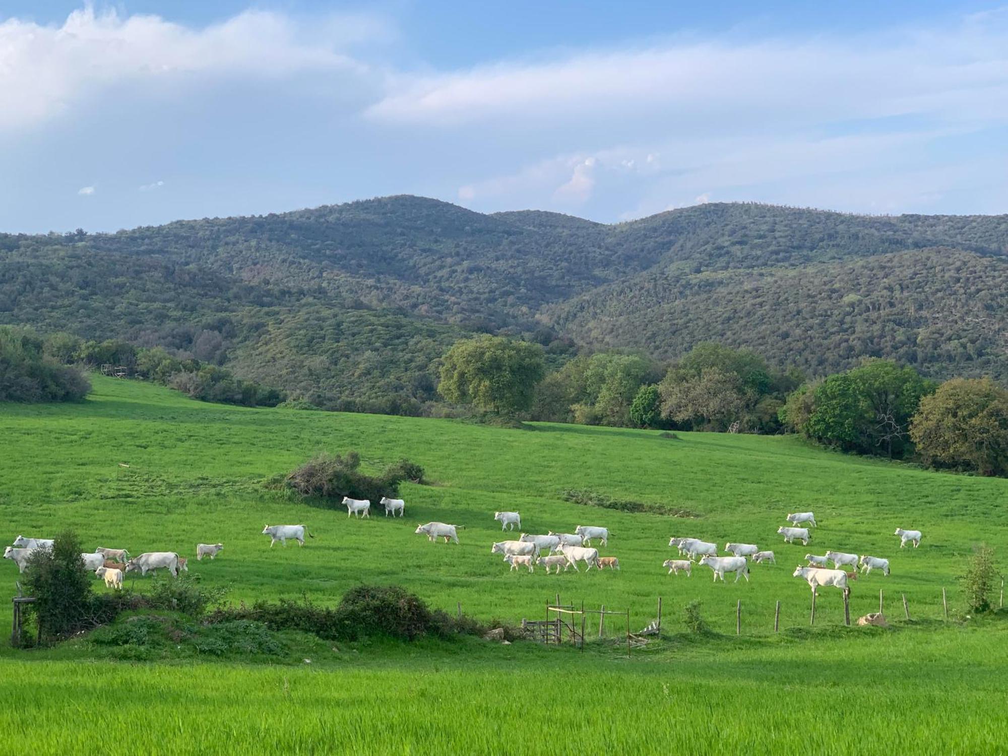 Fattoria Tolomei Campagnatico Ngoại thất bức ảnh